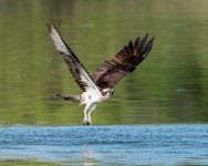 OspreySplash-654.jpg