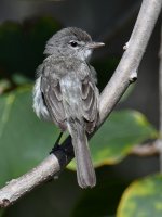 BellsVireo.jpg