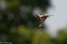 RD5_2548-Bobolink.jpg