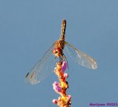 DSC_9444_001.JPG