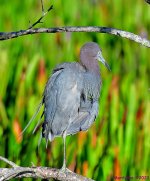 DSC_9514_stitch_001.JPG