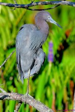 DSC_9521_001.JPG