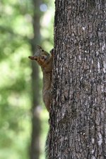 squirrel on side looking at me resized rev 4.jpg