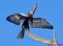 DSC_9669_001.JPG