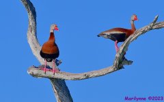 DSC_9672_001.JPG