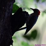 DSC_9423 (2)_001.JPG