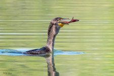 CormorantFish-652.jpg