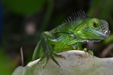 Iguana S.jpg