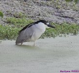 DSC_9862_001.JPG