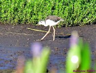 DSC_9893_001.JPG