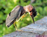 DSC_9941_001.JPG