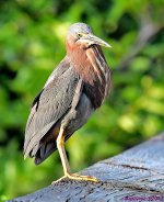 DSC_9947_001.JPG