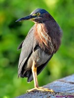 DSC_9948_001.JPG