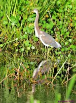 DSC_9952_stitch5_001.JPG