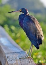 DSC_9966_001.JPG