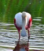 DSC_9975_001.JPG