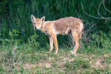 Coyote-652.jpg