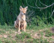 Coyote-653.jpg
