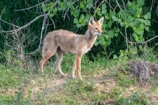 Coyote-654.jpg