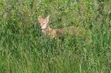 CoyoteStealth-652.jpg