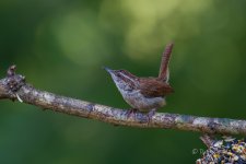 _DAB0324-DeNoiseAI-low-light.jpg