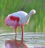 DSC_0017_001.JPG