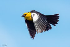 yhbbFlight-652.jpg
