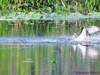 DSC_0158_001.JPG