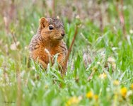 SquirrellWet-652.jpg