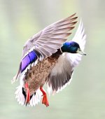 ROY_9093.JPG