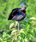 DSC_0176_001.JPG