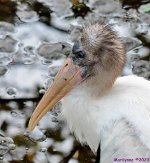 DSC_0186_001.JPG