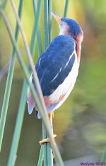 DSC_0279_001.JPG
