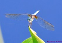 DSC_0304_001.JPG