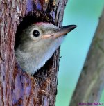 DSC_0386_001.JPG