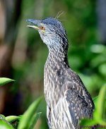 DSC_0393_001.JPG