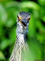 DSC_0410_001.JPG