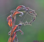 DSC_0483_001.JPG