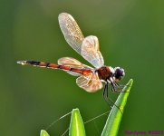 DSC_0488_001.JPG