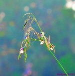 DSC_0491_001.JPG