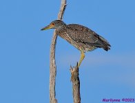 DSC_0530_001.JPG