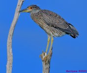 DSC_0545_001.JPG