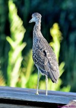 DSC_0621_001.JPG