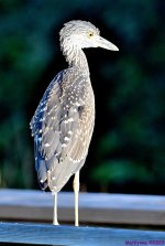 DSC_0634_001.JPG