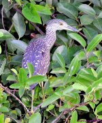DSC_0661_001.JPG