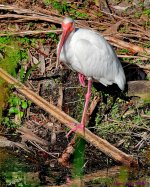 DSC_0670_001.JPG