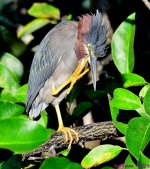 DSC_0680_001.JPG