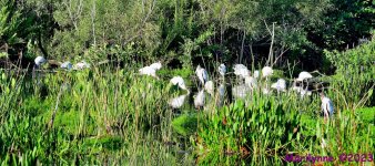 DSC_0712_stitch3_001.JPG