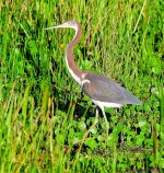DSC_0735_001.JPG