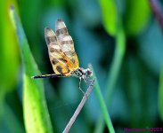 DSC_0751_001.JPG